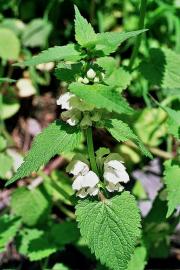 jasnota biała krwotoki z dróg rodnych wykrztuśne.jpg